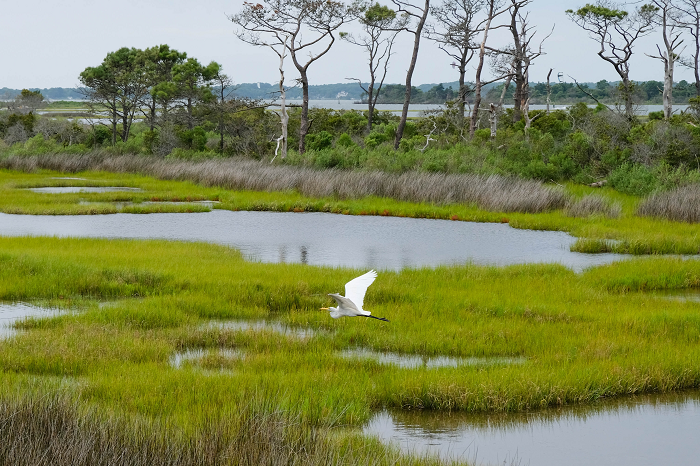 سفربازی - Assateague Island