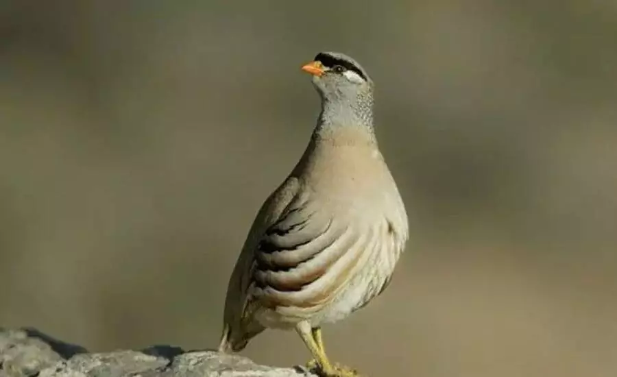 منطقه حفاظت شده میش داغ شوش، منطقه ای با گونه های جانوری بی نظیر