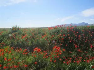 سفربازی-راهنمای سفرهای نوروزی به ایران