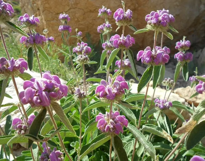 چه گیاهانی در رشته کوه دنا زیست می‌کنند